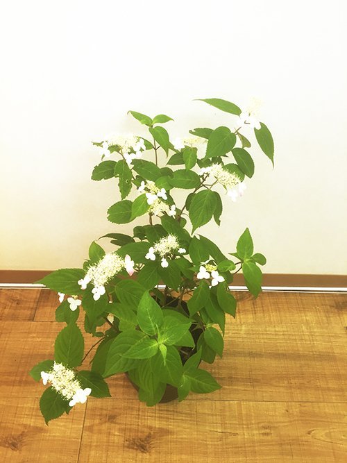 頭痛、自律神経系、坐骨神経痛が改善した患者さんの声ページを新設しました