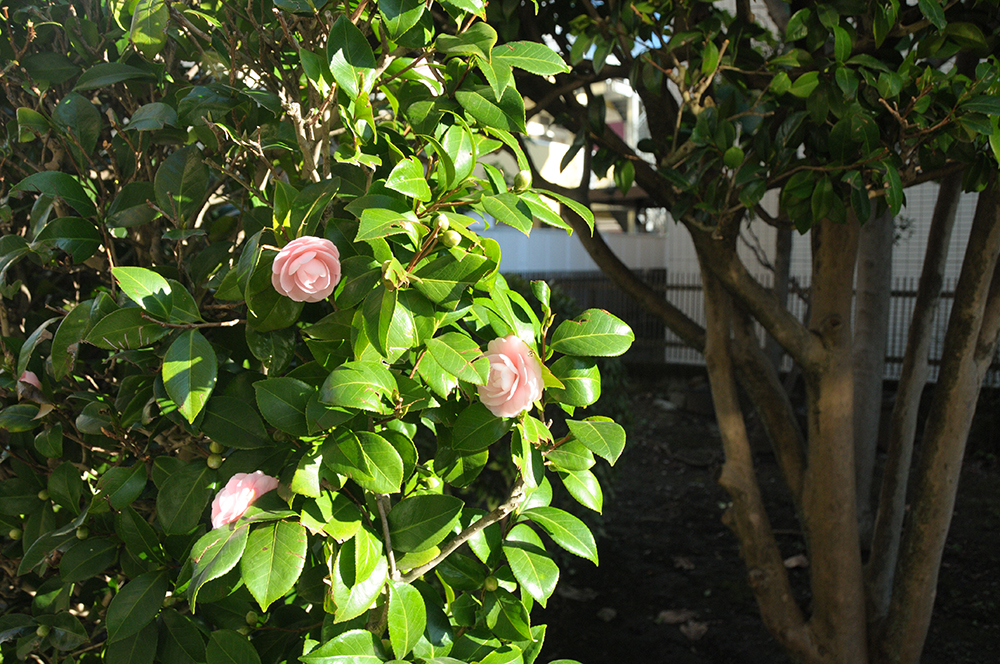 何人かの人のめまいの症状が良くなってきました♪