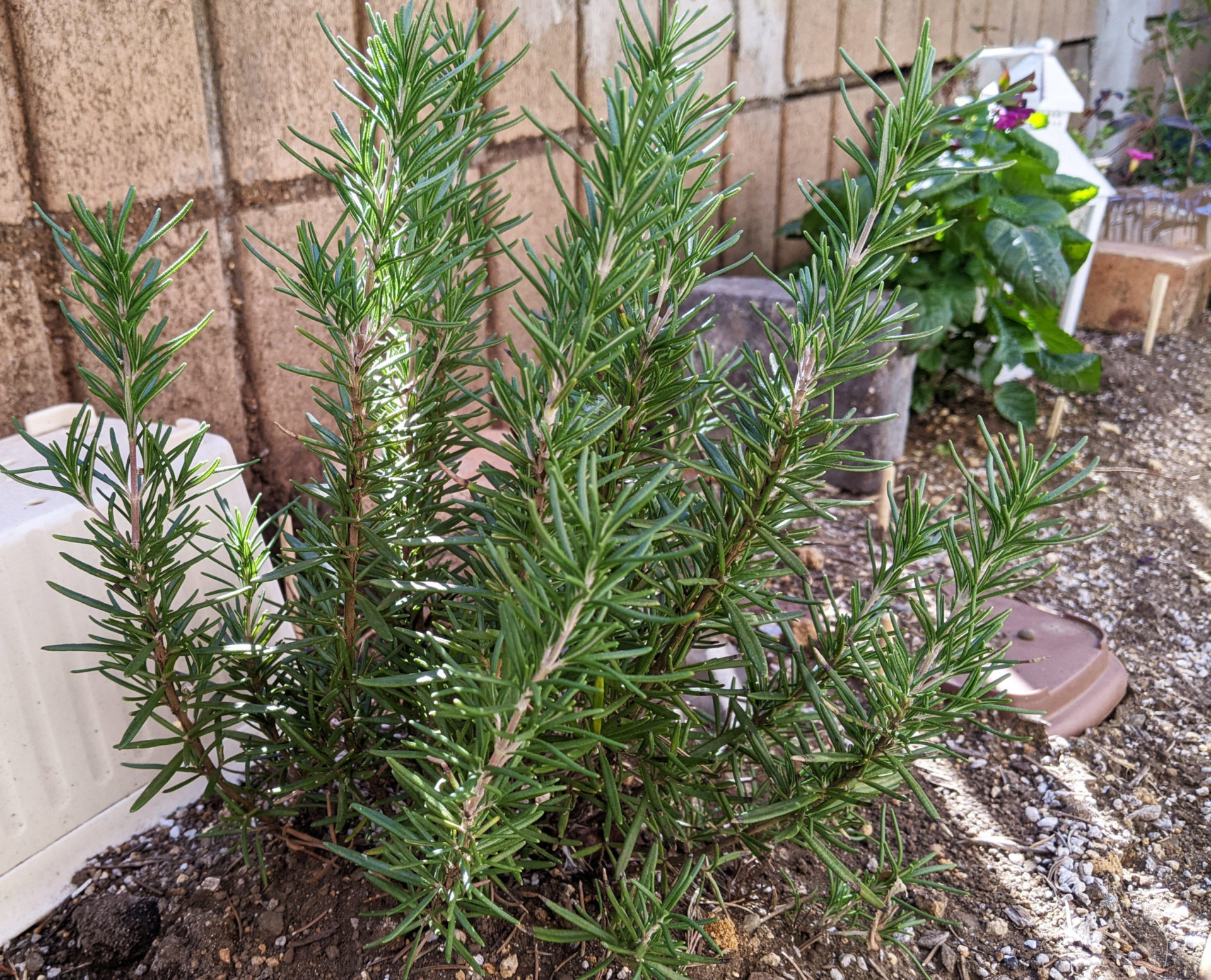 歯科衛生士さんの腰痛セルフケア！！