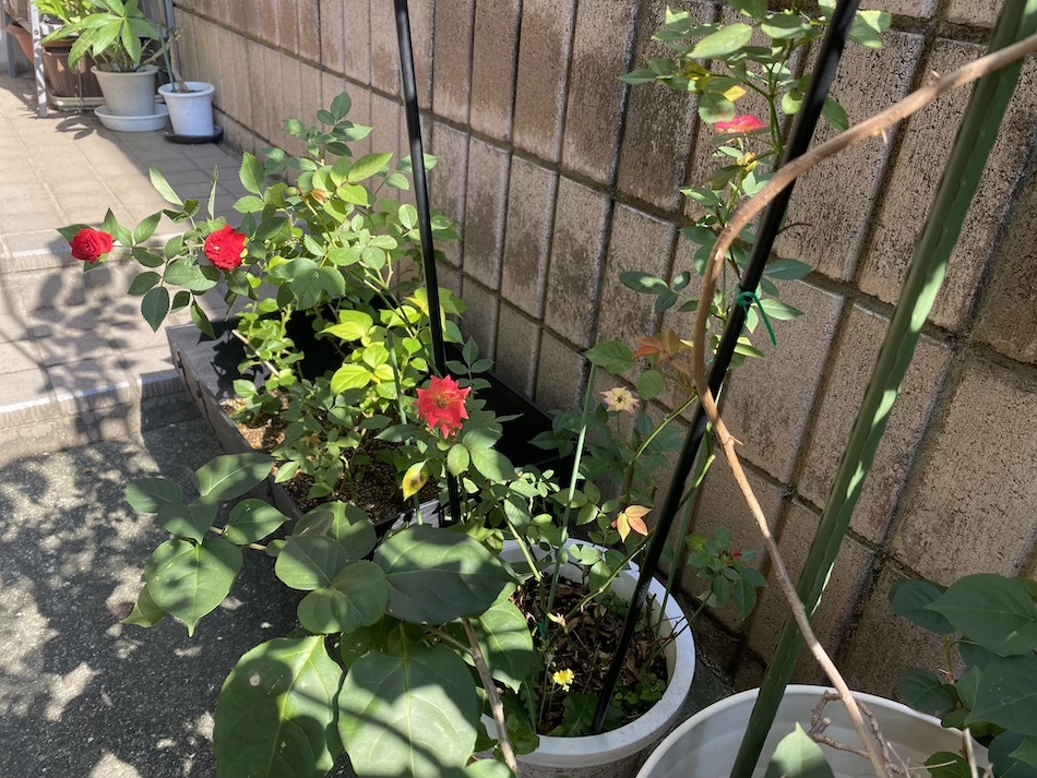 下肢静脈瘤について思うこと（大和市整体院コラム）