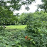 大和市の公園で運動を！